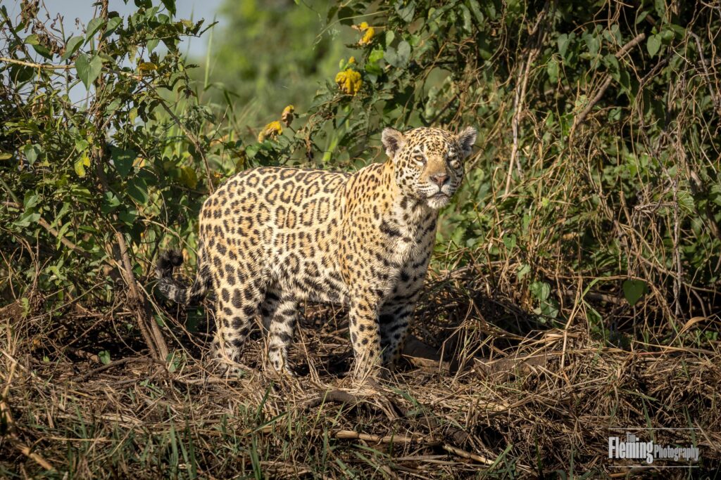 Jaguar, Pantanal, South America, wildlife refuge, adult animal, big cat, apex predator, green grass, nature, Amazon Rainforest, hunting, looking at camera