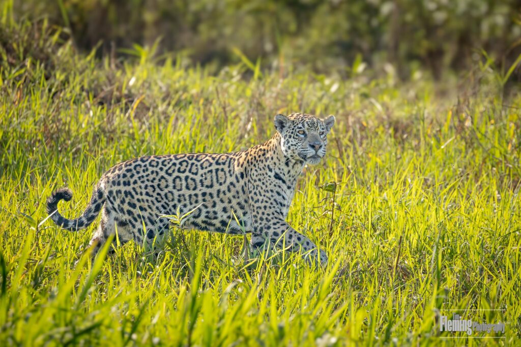 A beautiful Jaguar walks through sunlit tall grass in the Pantanal, Brazil. Piquiri River is where she will find her primary prey, caimans, top predators as well. Excellent nature photography.