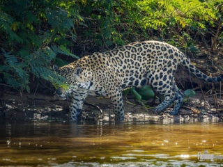 A female Jaguar hunting on the bank of the tropical Piquiri River in Brazil. These beautiful animals, unlike most cats, are not afraid of water, and that is where they do most of their hunting. We followed the protected carnivore as she stalked and killed a large caiman less than twenty feet from our boat.