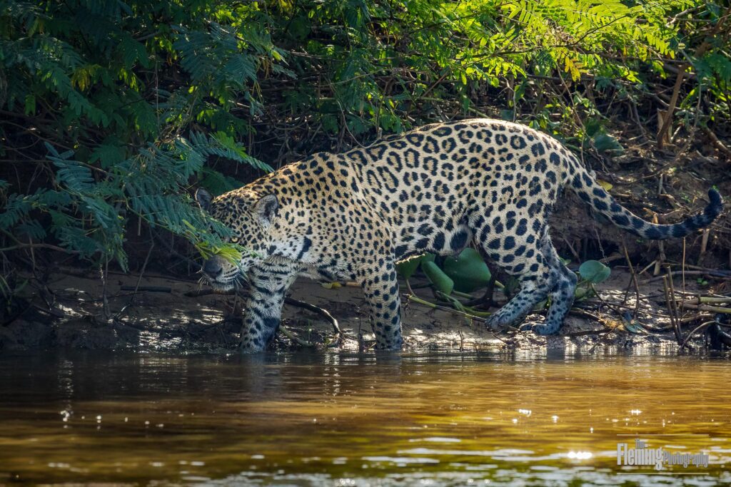 A female Jaguar hunting on the bank of the tropical Piquiri River in Brazil. These beautiful animals, unlike most cats, are not afraid of water, and that is where they do most of their hunting. We followed the protected carnivore as she stalked and killed a large caiman less than twenty feet from our boat.