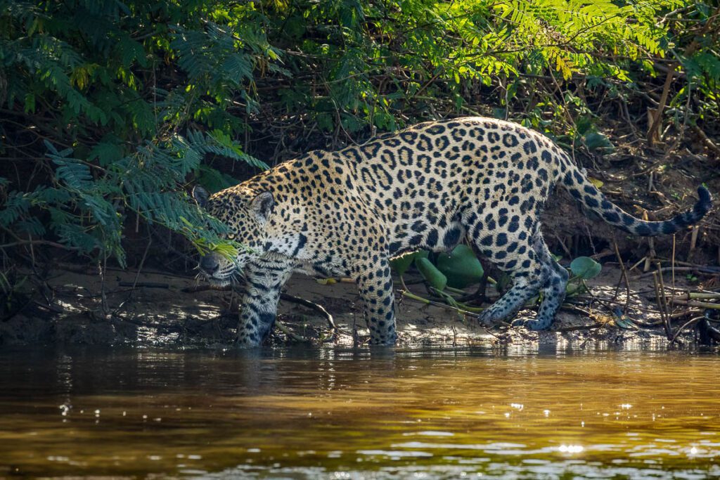 Female Jaguar hunting on riverbank