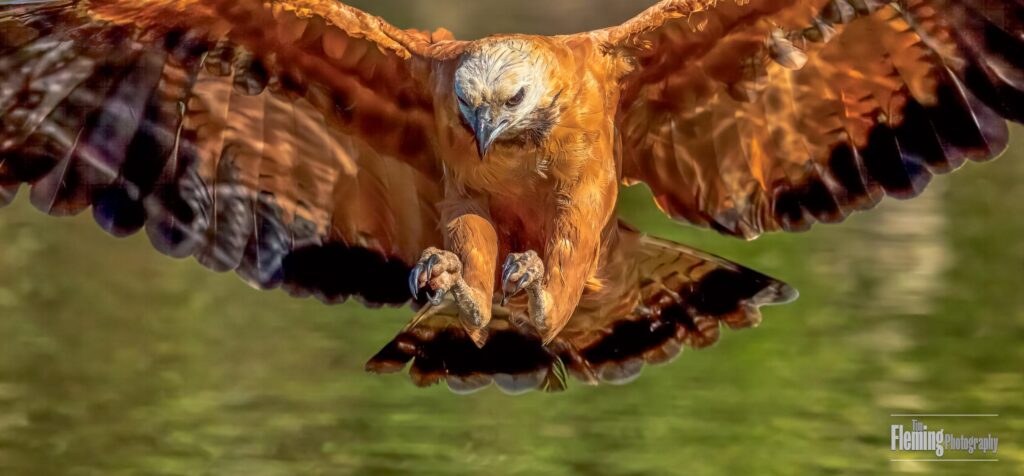 Black-collared Hawk hunting on Piquiri river. Wings spread, talons out and concentrating on water.