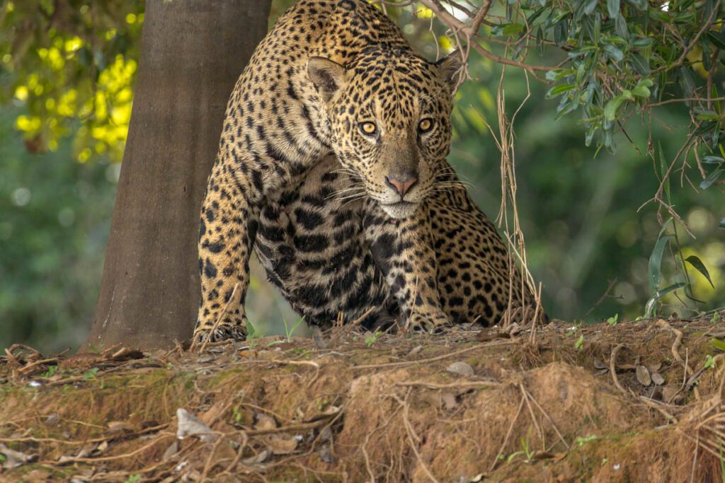 A Jaguar rising up and staring at photographer.