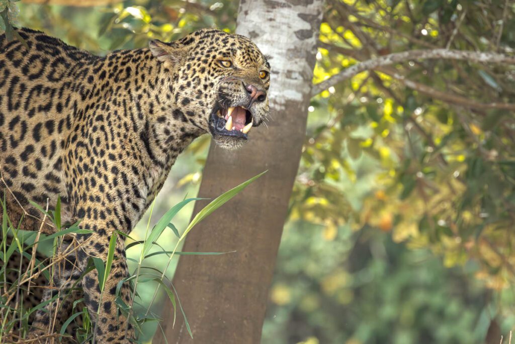Jaguar snarling with teeth bared