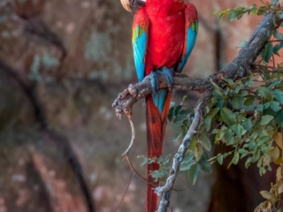 A Red and Green Macaw perched on a branch in Buraco das Araras, a private natural heritage reserve in Brazil. &quot;Araras&quot; is the plural form of &quot;ara,&quot; which refers to a type of macaw. Here, in a naturally protected giant sinkhole about 1,600 feet wide and 330 feet deep, one of the most beautiful birds in nature can be found. The stunning red cliffs make for some excellent wildlife photography.