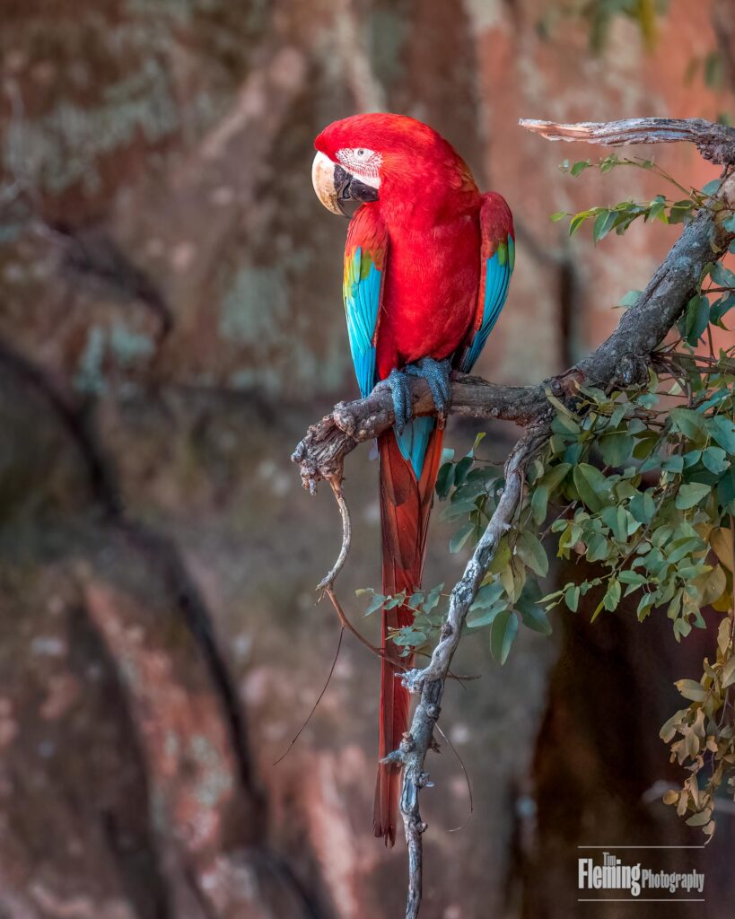 A Red and Green Macaw perched on a branch in Buraco das Araras, a private natural heritage reserve in Brazil. &quot;Araras&quot; is the plural form of &quot;ara,&quot; which refers to a type of macaw. Here, in a naturally protected giant sinkhole about 1,600 feet wide and 330 feet deep, one of the most beautiful birds in nature can be found. The stunning red cliffs make for some excellent wildlife photography.
