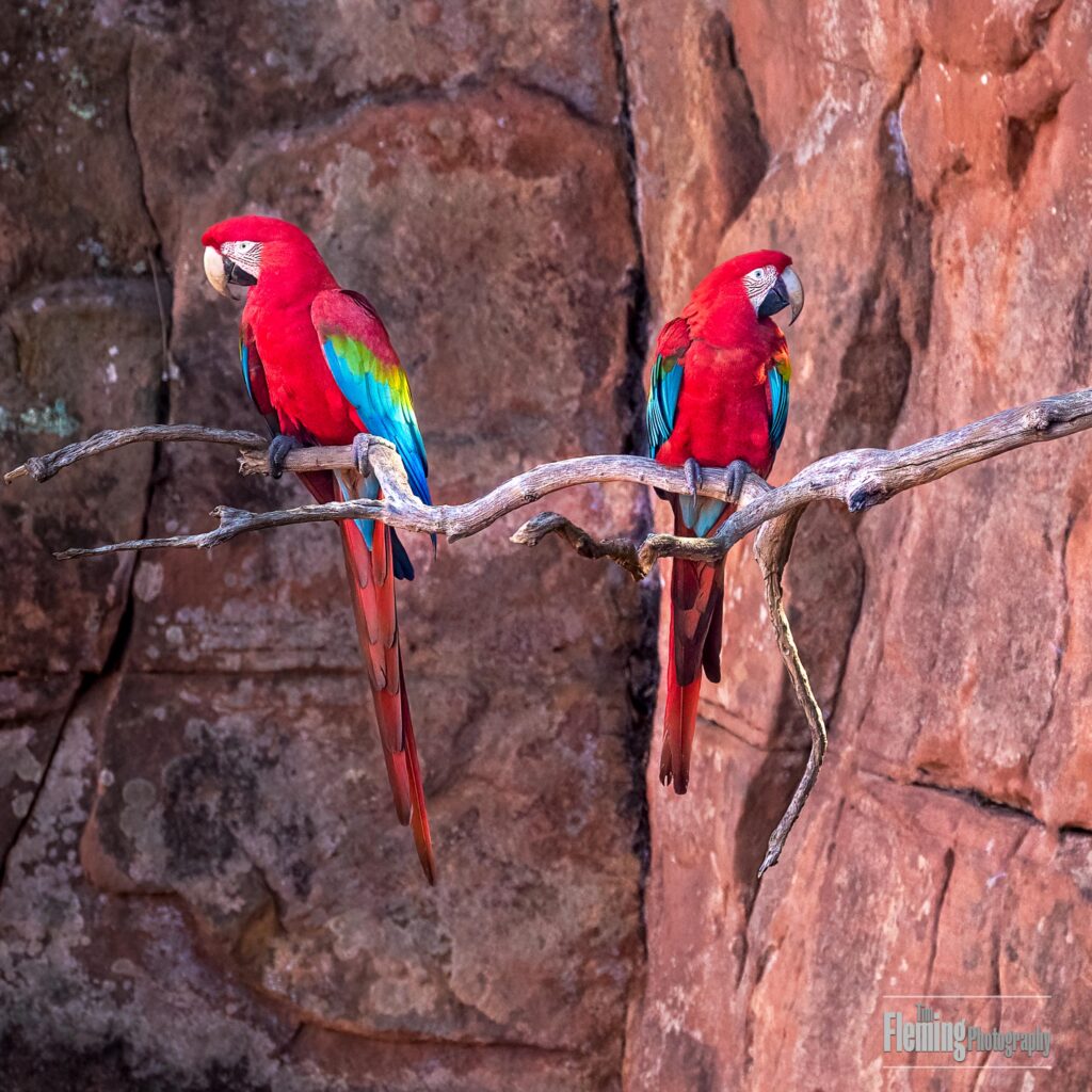 Two colorful Red-and-green macaws perched on branch with rocky red background in the Buraco das Araras, a giant sinkhole in Brazil. Nature photography and birdwatching.