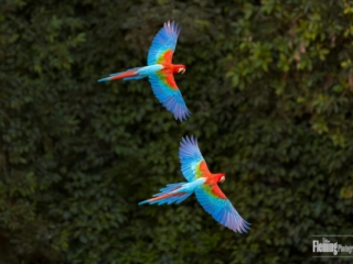 Two beautiful and colorful Red-and-green Macaws, flying above trees in the tropical jungle forest, in Brazil