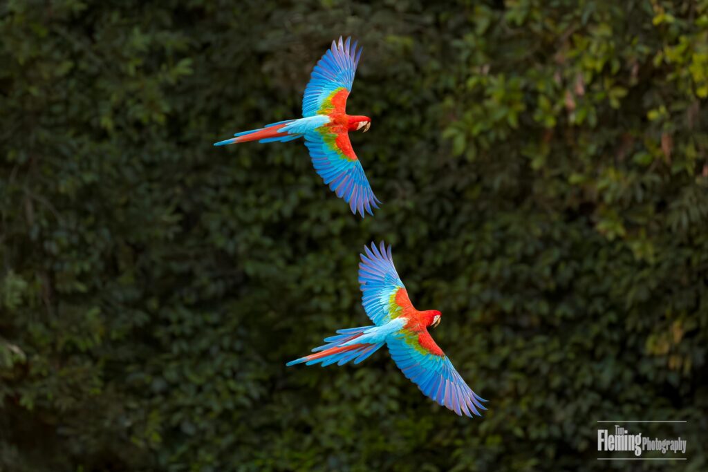 Two beautiful and colorful Red-and-green Macaws, flying above trees in the tropical jungle forest, in Brazil