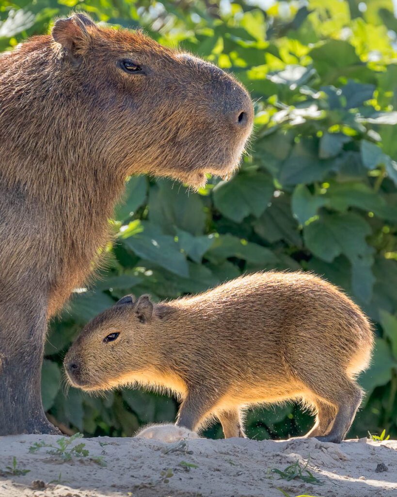 Close-up of a large capybara standing behind a smaller baby capybara, both with brown fur, against green foliage.
