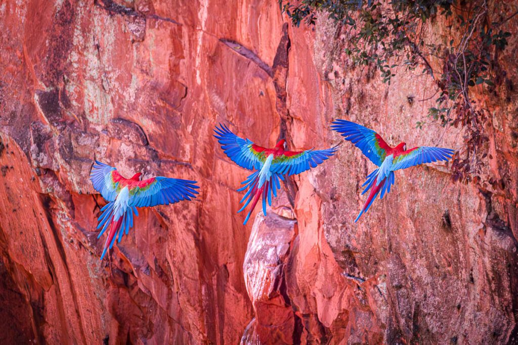 Red and Green Macaws flying in front of red tinted rock wall