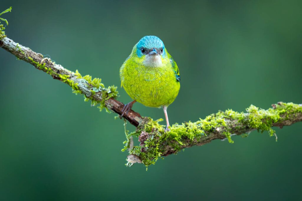 Blue Dacnis, a small tropical bird, perched on mossy branch
