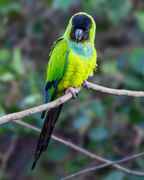 Nanday Parakeet
