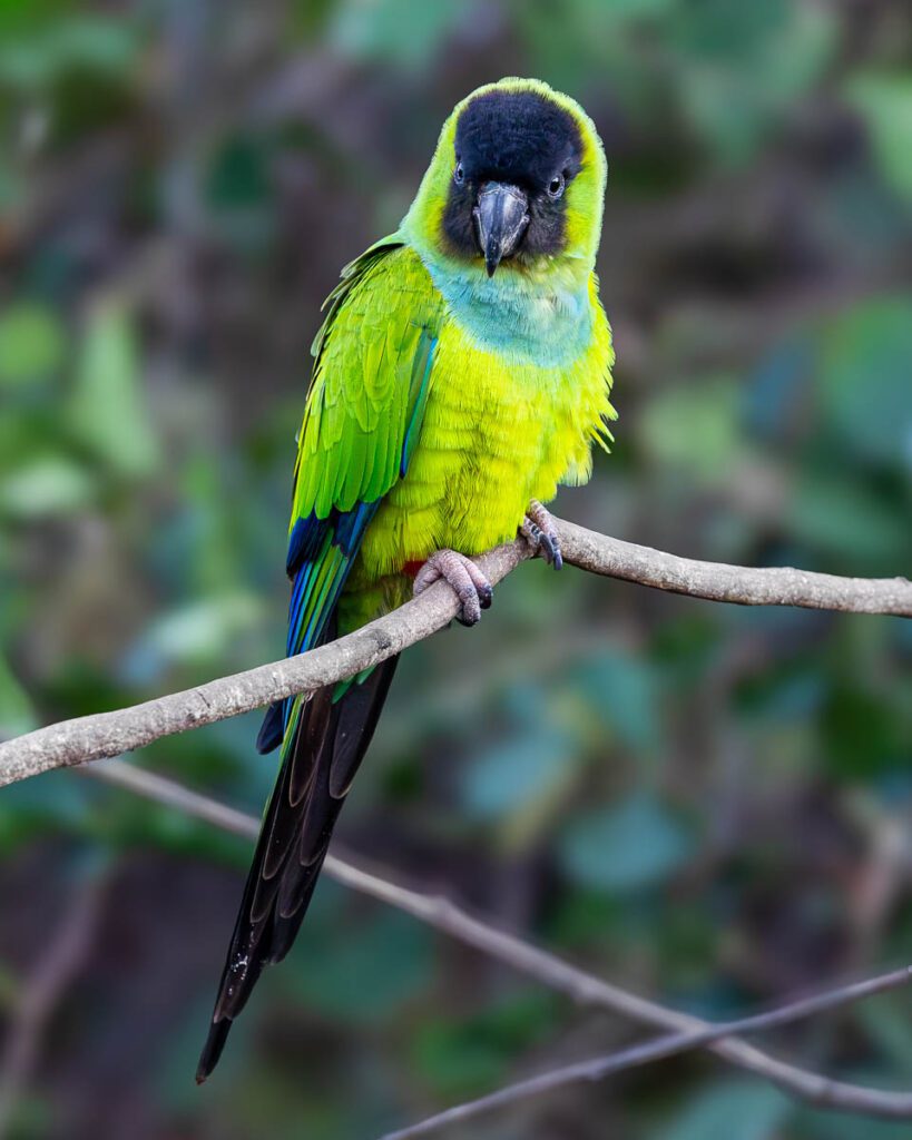 Nanday Parakeet portrait, perching on branch looking at camera