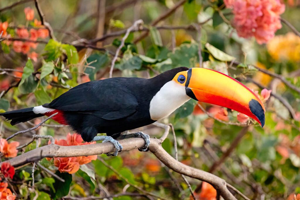 Toco Toucan perching on branch with flowers in background