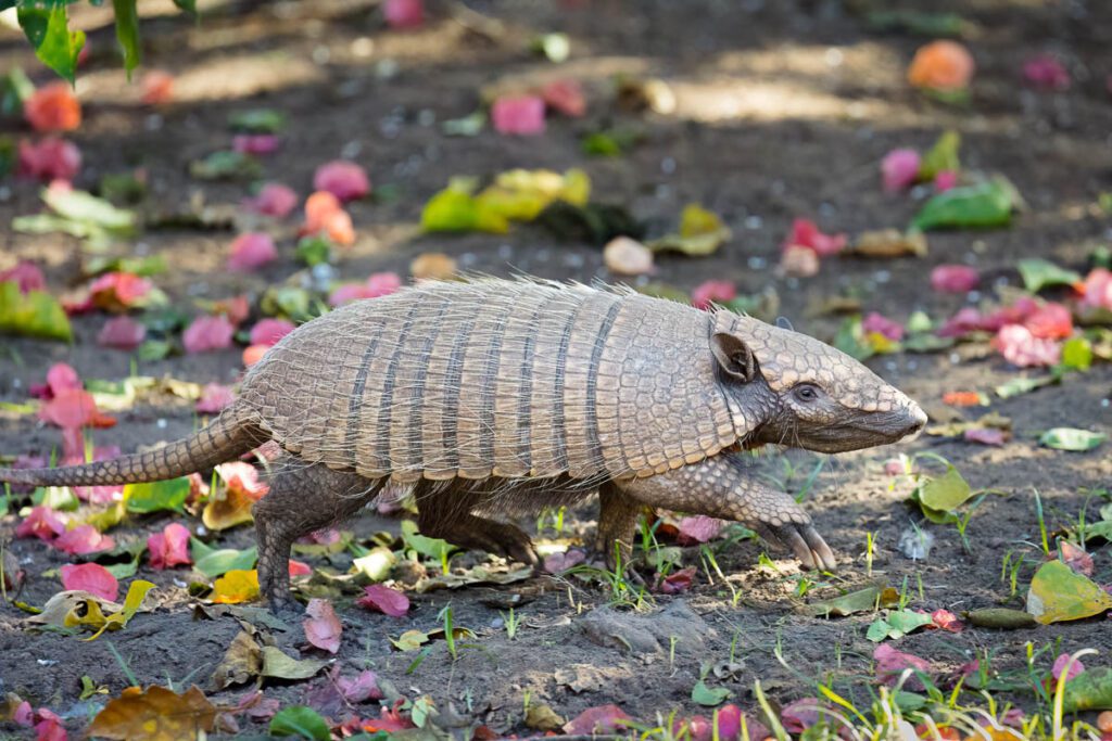 Six-banded Armadillo walking on leaf-scattered forest floor