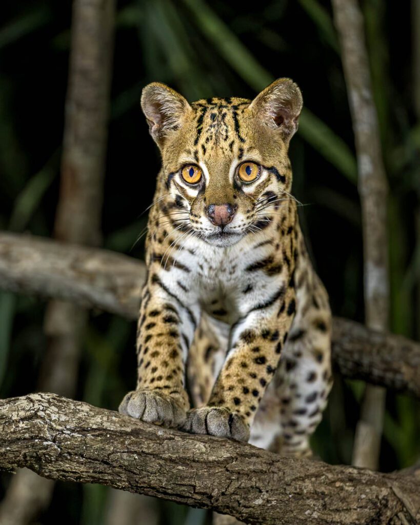Baby Ocelot sitting on branch