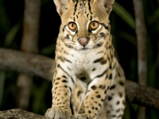 In the Bazilian Pantanal, an Ocelot kitten rests on a branch, looking at the camera. Beautiful, wildlife photography, nature, baby animal, background, cute, furry, mammal, outdoors