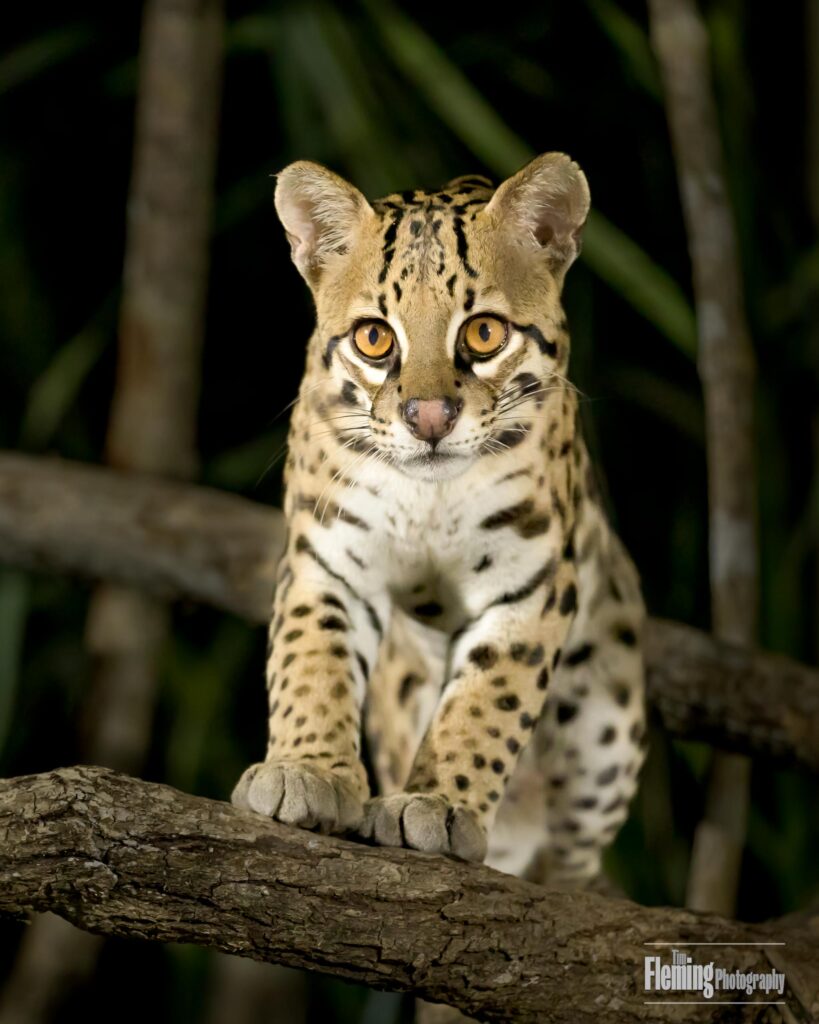 In the Bazilian Pantanal, an Ocelot kitten rests on a branch, looking at the camera. Beautiful, wildlife photography, nature, baby animal, background, cute, furry, mammal, outdoors