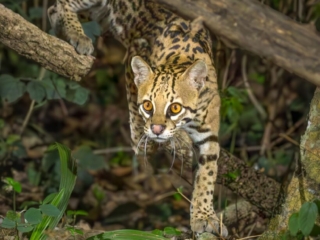 Beautiful, wildlife photography, nature, environment, eyes, endangered mammal, cat, Ocelot