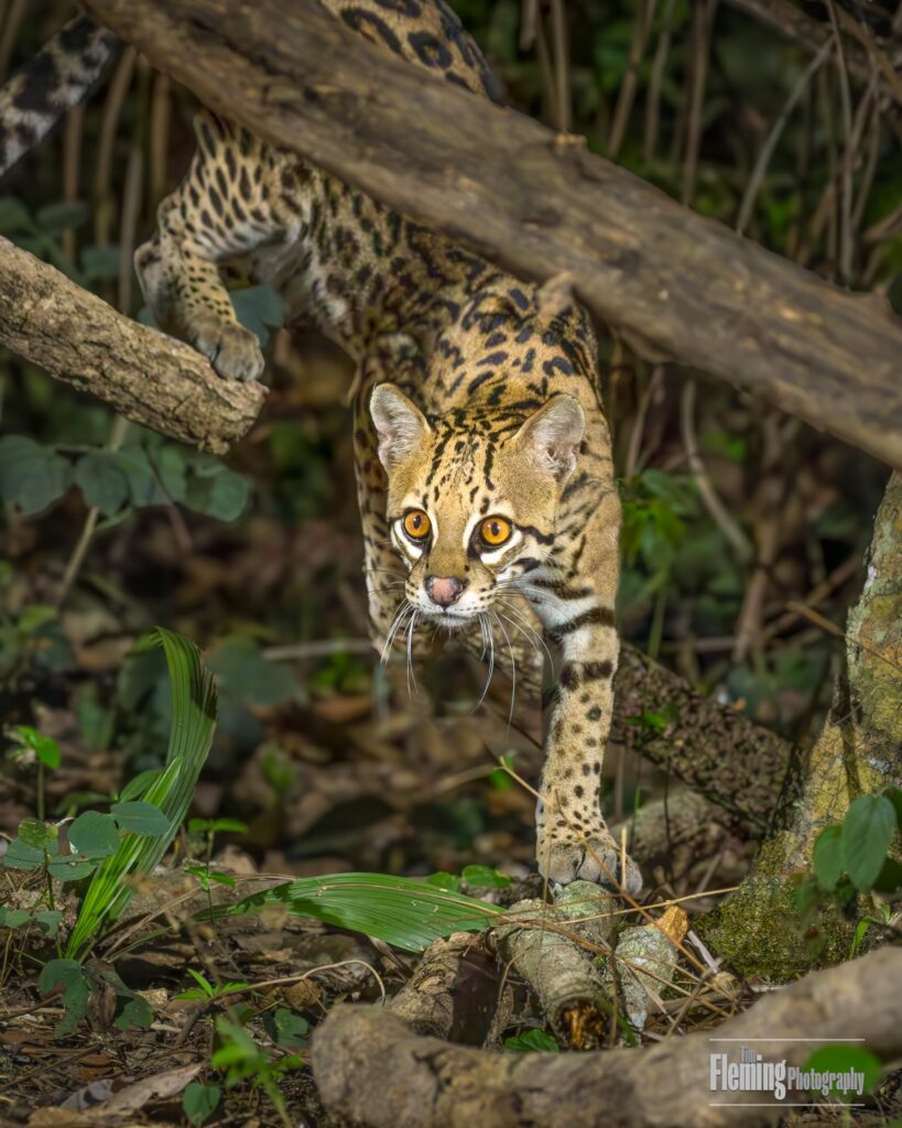 Beautiful, wildlife photography, nature, environment, eyes, endangered mammal, cat, Ocelot