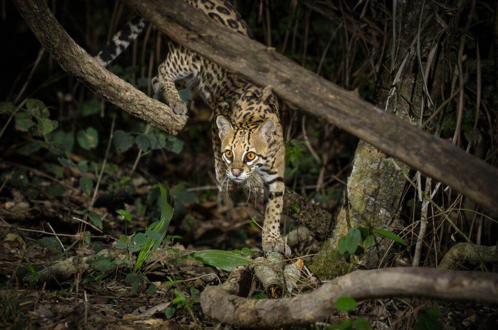 Ocelot prowling in the jungle