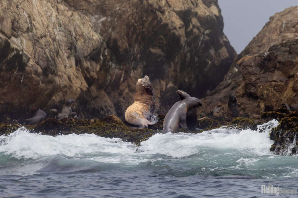 Male Steller Sea Lion
