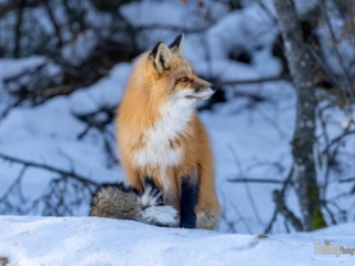 Beautiful Red fox in snow, winter landscape in Canada, blue and gold colors in environment, nature photography,