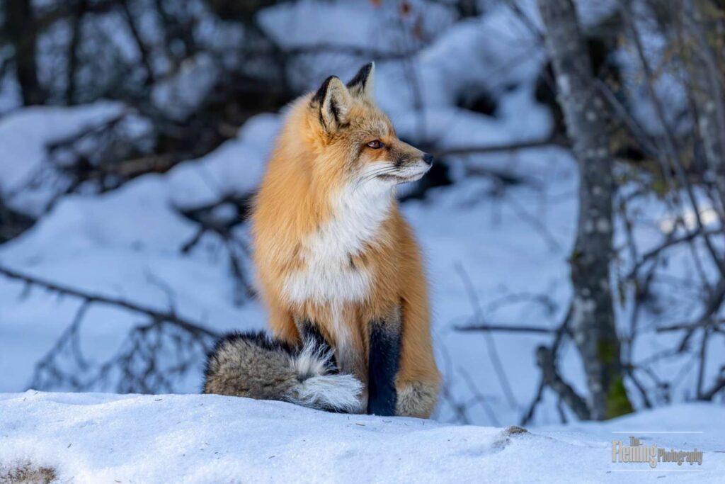Red fox in snow bank