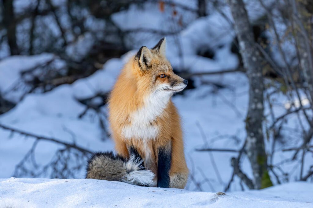 Red Fox sitting in snow looking off camera