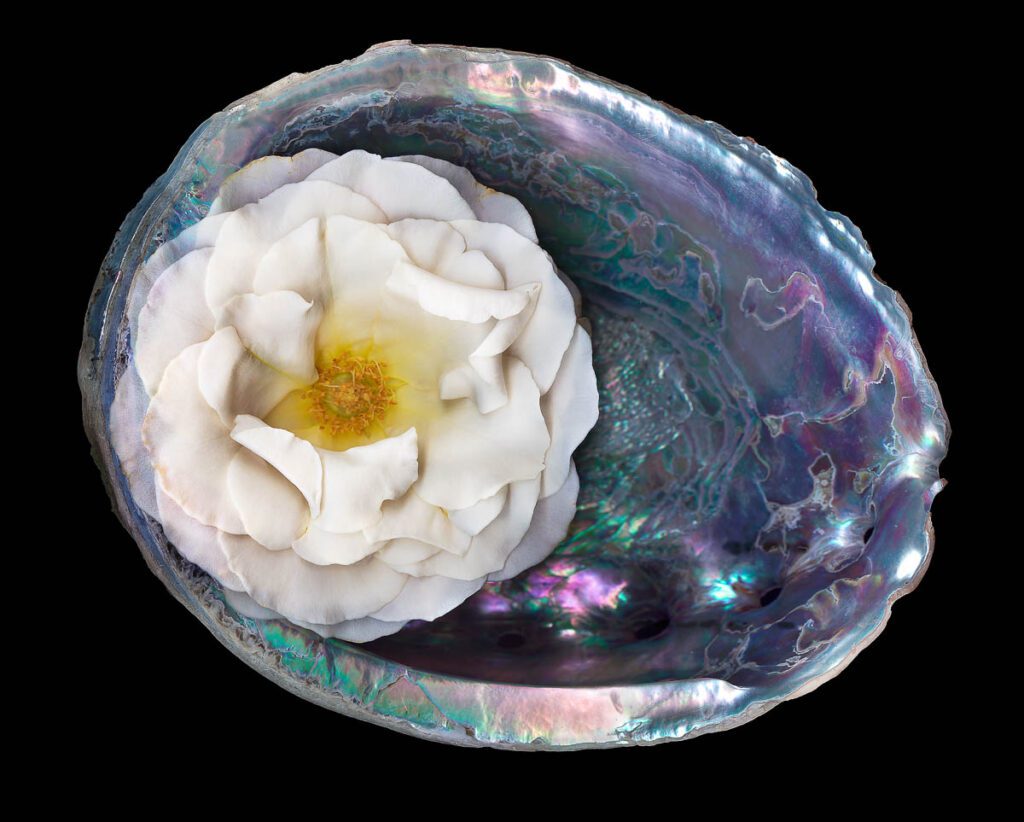 Abalone 4 An iridescent abalone shell holds a creamy white rose with a yellow center, set against a dark background.