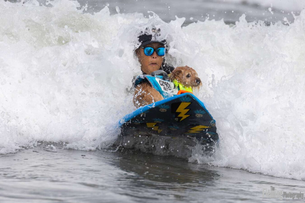 Surfing Dog &quot;Carson&quot;