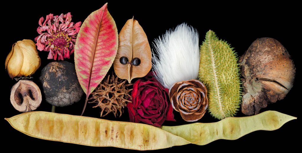 Face Facts Scanner Art, flowers, black background, beauty, red, purple, floral, botanical, design, graphic, decoration, nature