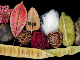 Face Facts, Scanner Art, flowers, black background, beauty, red, purple, floral, botanical, design, graphic, decoration, nature