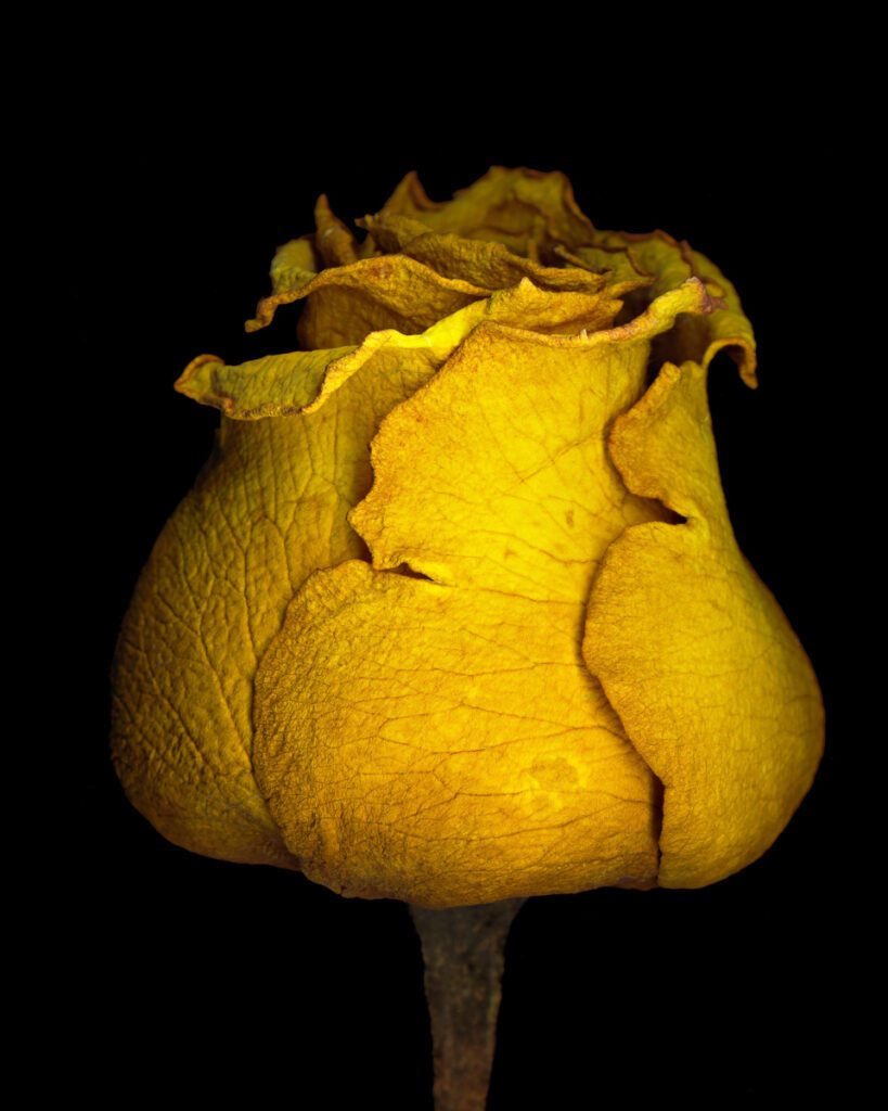 Fading Rose 6 Fading Rose, Scanner Art, flowers, black background, beauty, yellow, floral, botanical, design, graphic, decoration, nature