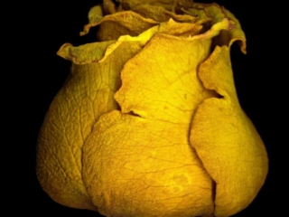 Fading Rose, Scanner Art, flowers, black background, beauty, red, purple, floral, botanical, design, graphic, decoration, nature