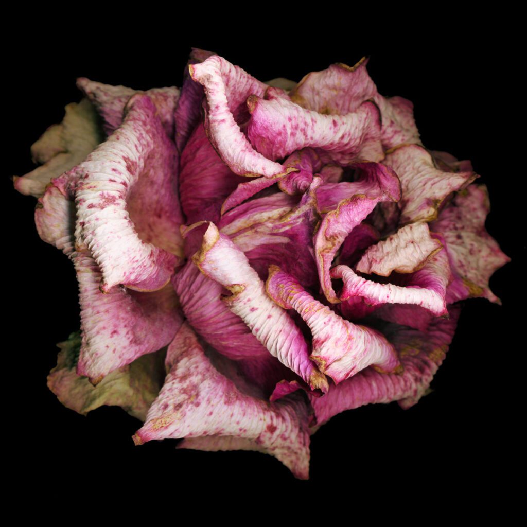 Fading Rose Fading Rose, Scanner Art, flowers, black background, beauty, red, purple, floral, botanical, design, graphic, decoration, nature