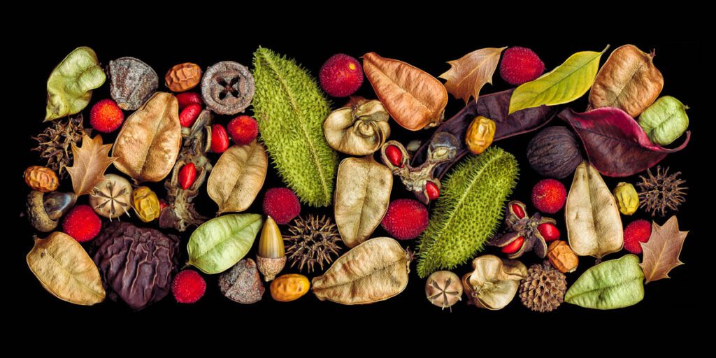 Lanterns 4 A flat lay of various dried natural botanicals on a black background, including seed pods, nuts, leaves, and red berries.