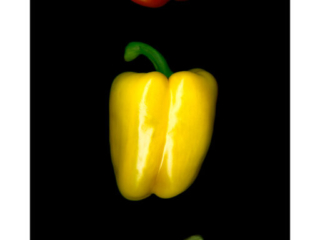 Peppers, Scanner Art, flowers, black background, beauty, red, purple, floral, botanical, design, graphic, decoration, nature