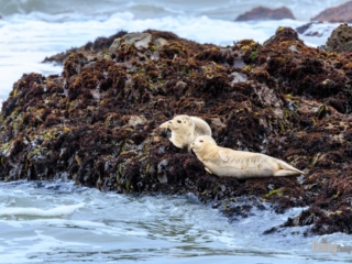Harbor seals in Santa Cruz, California. Cute seal pups, beautiful marine mammals outdoors in ocean water, and waves