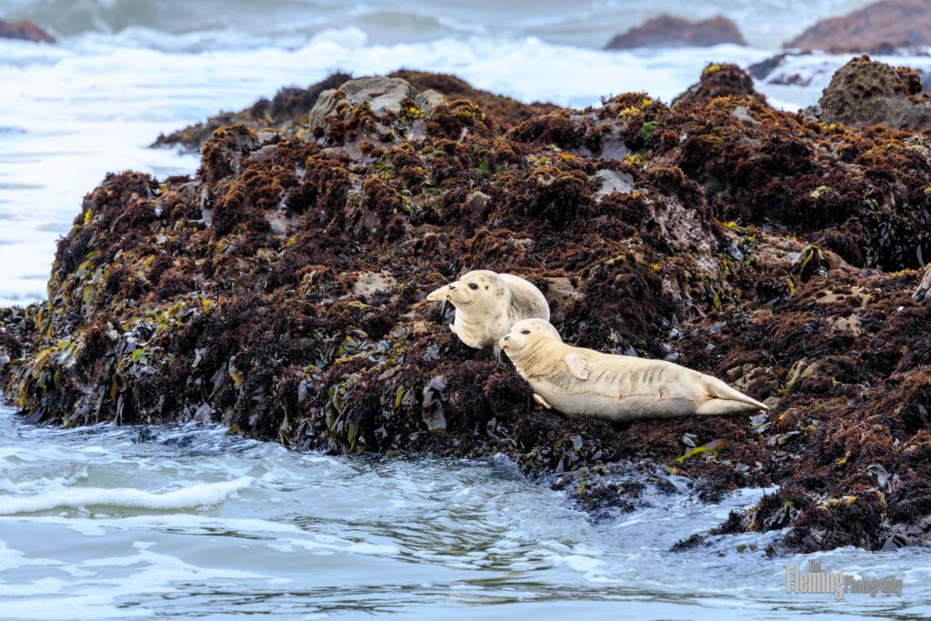Harbor seals in Santa Cruz, California. Cute seal pups, beautiful marine mammals outdoors in ocean water, and waves