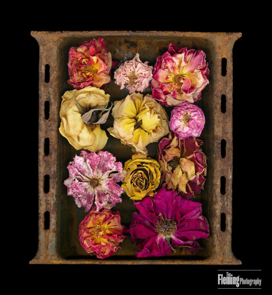 Rust, roses 20