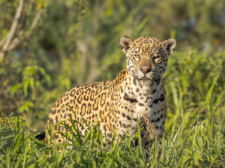 The Jaguar is a powerful predator with a distinctive spotted coat, native to the rainforests of Central and South America. I was fortunate to join a small tour group that visited their territory in the Pantanal of Brazil, where we photographed them from small boats. Animal, Amazon, beautiful, beauty, carnivore, eye, face, fauna, forest, fur, grass, green, habitat, head, hunting,  jungle, natural, nature, outdoors, predator, predatory