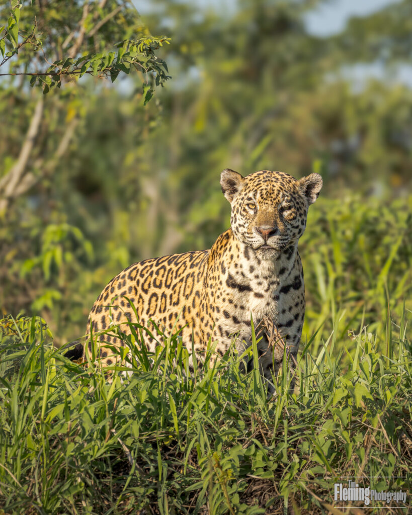 The Jaguar is a powerful predator with a distinctive spotted coat, native to the rainforests of Central and South America. I was fortunate to join a small tour group that visited their territory in the Pantanal of Brazil, where we photographed them from small boats. Animal, Amazon, beautiful, beauty, carnivore, eye, face, fauna, forest, fur, grass, green, habitat, head, hunting,  jungle, natural, nature, outdoors, predator, predatory