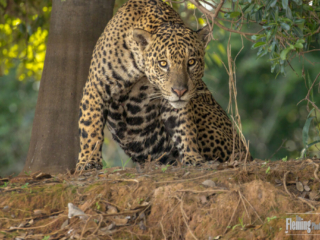 A wild Jaguar waking up in the Pantanal of Brazil. This feline big cat predator is the top carnivore in South America. Wildlife and nature enthusiasts go to great lengths to find these in the jungle of Brazil.