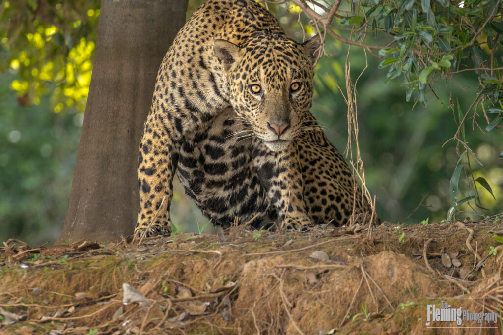 A wild Jaguar waking up in the Pantanal of Brazil. This feline big cat predator is the top carnivore in South America. Wildlife and nature enthusiasts go to great lengths to find these in the jungle of Brazil.