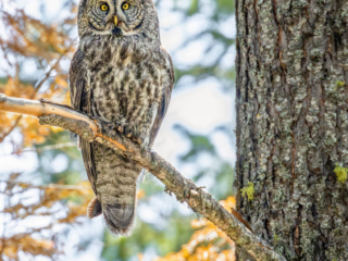 Great Gray Owl on tree branch in Oregon forest. Staring at camera with bright yellow eyes.