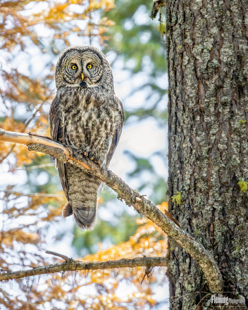 Great Gray Owl on tree branch in Oregon forest. Staring at camera with bright yellow eyes.