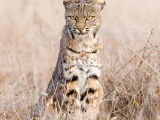 Pt Reyes, California, bobcat, beautiful, wildlife photography, nature, animal, background, carnivore, cute, fur, mammal, outdoors, predator