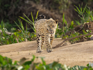 Solitary Jaguar walking on the beach in the jungle.  A carnivore that stalks the forest in Brazil.